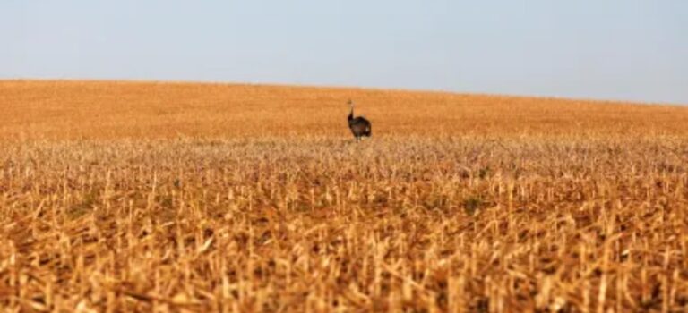 Paraguai avisa que não há “tempo infinito” e pressiona UE por acordo com o Mercosul